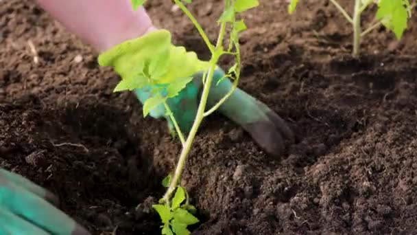 Vrouw in handschoenen plant een struik tomaten in de grond in een kas. voorjaarswerk met zaailing in de tuin — Stockvideo