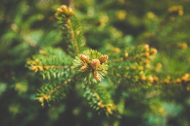 Yakın plan Young Spring bulanık arkaplanda yeşil renkli ladin dalının çekimlerini yapıyor. Yeşil ladin üzerinde taze koniler. Uzayı kopyala Sakinlik, sessizlik ve doğa ile birlik kavramı..