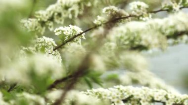 Güzel bahar yengeç ağacı bulanık mavi arka planda çiçek açar..