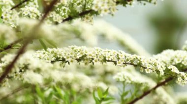 Güzel bahar yengeç ağacı bulanık mavi arka planda çiçek açar..