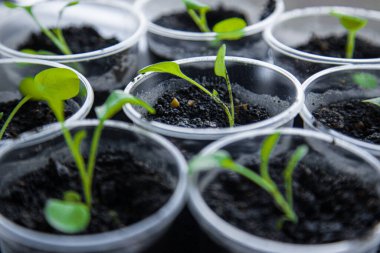 Boş plastik bardaklar bitki yetiştirmek ve yeşil konsepti geri dönüştürmek için kullanılır. Wero atıkları. Saksı fideleri yetişiyor.