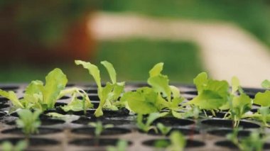 Bir kabın içinde lahana fidanlarının yakın çekimi..