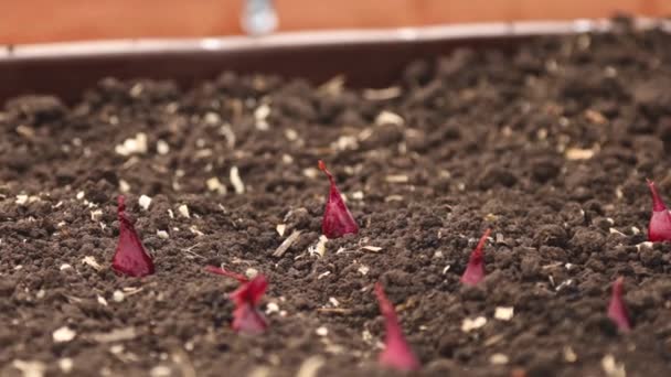 Fecho de mãos femininas em luvas. Plantar cebolas na primavera na cama do jardim — Vídeo de Stock