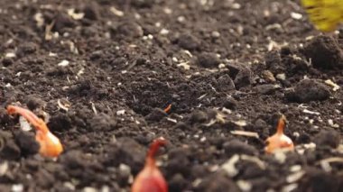 Eldivenli kadın ellerinin yakın çekimi. Baharda bahçeye soğan ekiyorum.