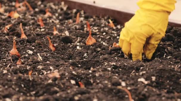 Fecho de mãos femininas em luvas. Plantar cebolas na primavera na cama do jardim — Vídeo de Stock