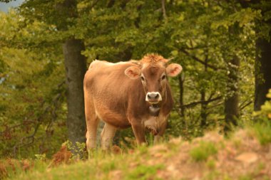 Karpat Dağları inek