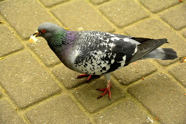 Quelques pigeons dans le parc — Photo