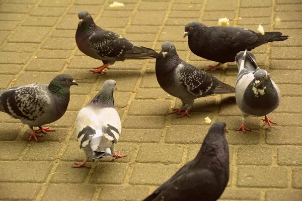 Pocas palomas en el parque —  Fotos de Stock