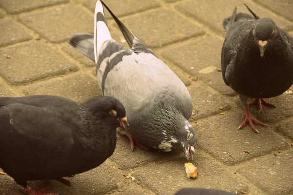 Few pigeons in the park — Stock Photo, Image