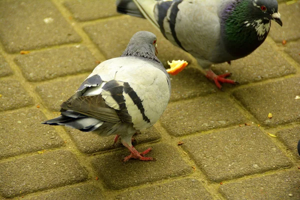 Parkta birkaç güvercinler — Stok fotoğraf