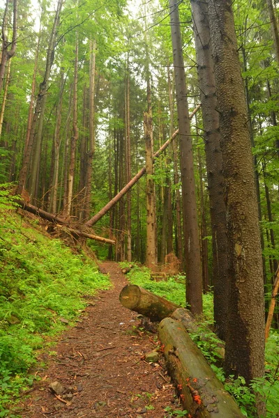Bosque en las montañas —  Fotos de Stock