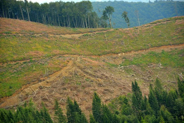 cutting down trees in the forests