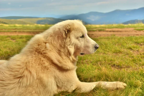 Wachhund, der die Schafe bewacht Stockbild