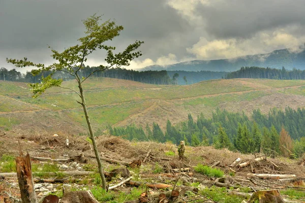Az erdők fák kivágása Stock Kép