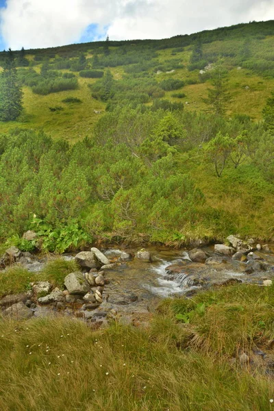 Wald in den Bergen — Stockfoto