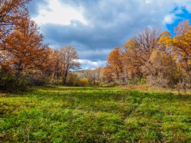 Oak grove sonbahar güneşli gün.
