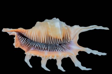 Siyah arka planda deniz kabuğu.