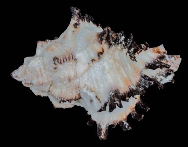 Siyah arka planda deniz kabuğu.