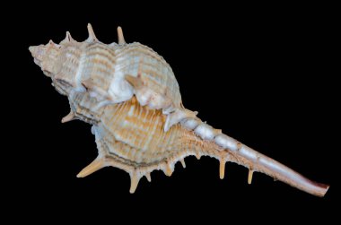 Siyah arka planda deniz kabuğu.