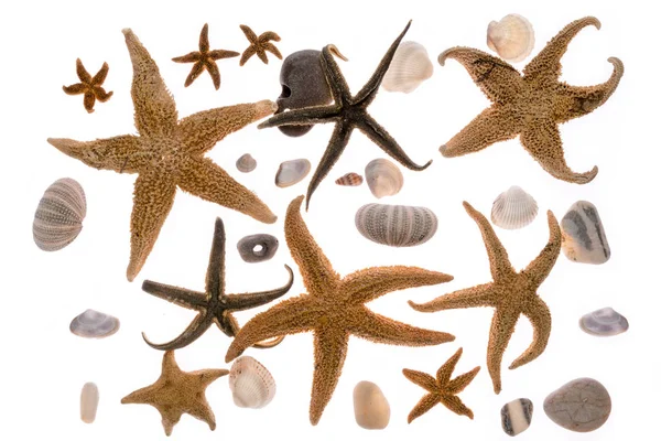 Estrelas marinhas, pedras, concha isolada sobre fundo branco . — Fotografia de Stock