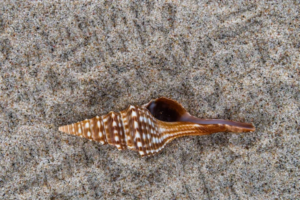 Concha do mar na areia da praia fundo . — Fotografia de Stock