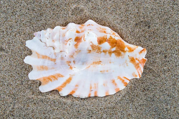 Sea shell on the beach sand background. — Stock Photo, Image