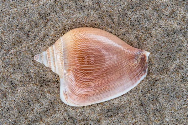 Sea shell on the beach sand background. — Stock Photo, Image