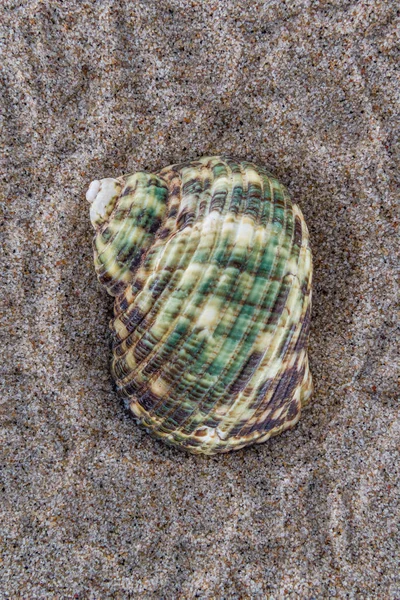 Sea shell on the beach sand background. — Stock Photo, Image