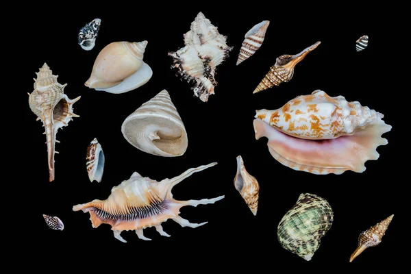 Conjunto de conchas marinas sobre fondo negro . —  Fotos de Stock