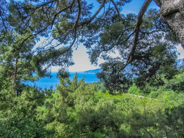 Vista da floresta de coníferas para a costa do mar em um sol de verão — Fotografia de Stock