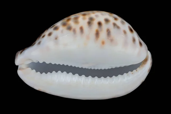 Sea shell on a black background. — Stock Photo, Image