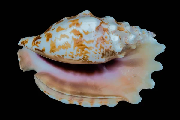 Sea shell on a black background. — Stock Photo, Image