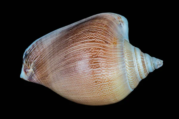 Cáscara de mar sobre fondo negro. —  Fotos de Stock