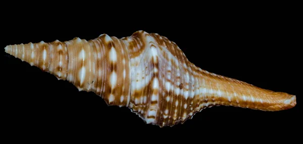 Sea shell on a black background. — Stock Photo, Image