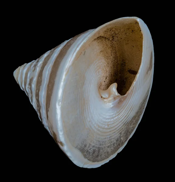 Sea shell on a black background. — Stock Photo, Image