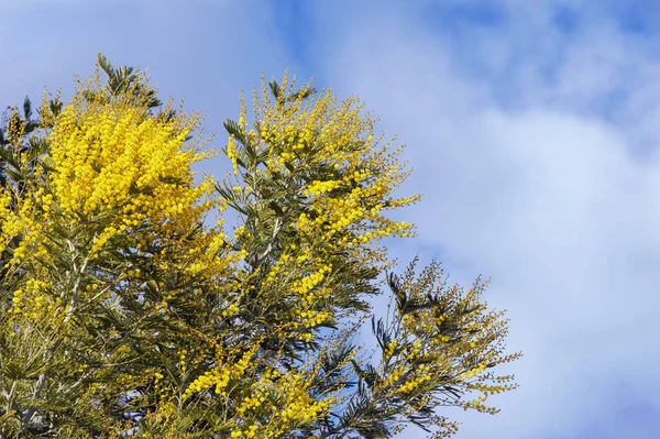 Φύλλωμα και τα λουλούδια της Acacia dealbata — Φωτογραφία Αρχείου