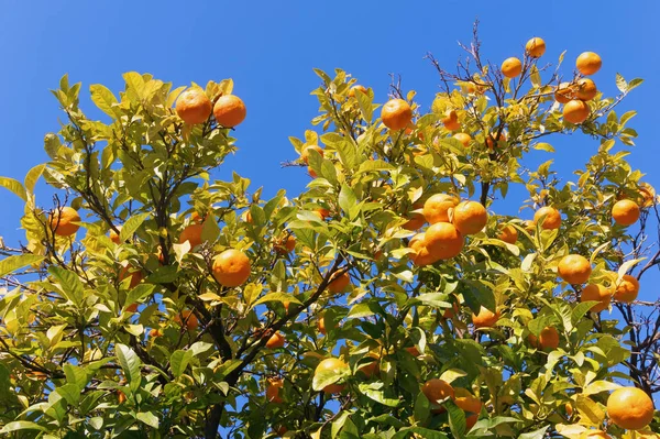 Branches de la mandarine aux fruits mûrs contre le ciel bleu — Photo