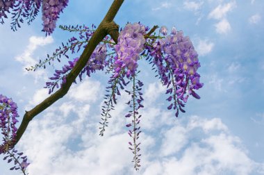 Bahar çiçekleri. Wisteria gökyüzüne karşı