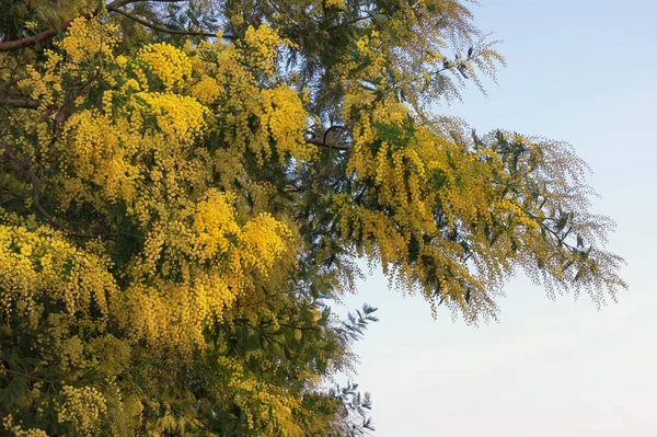 Bitki örtüsü ve akasya dealbata gökyüzü çiçekleri — Stok fotoğraf