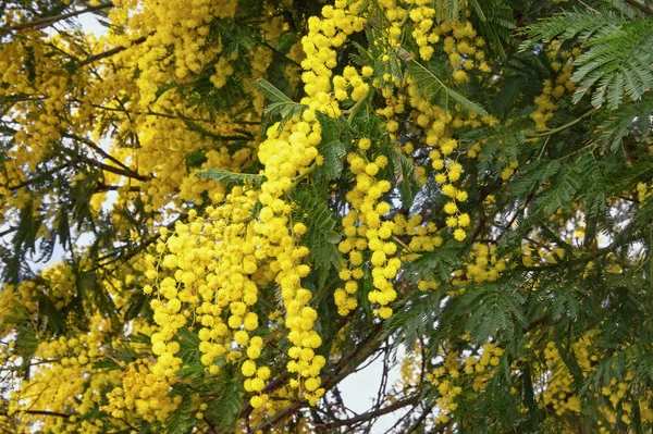 Flores da Primavera. Folhagem e flores de Acacia dealbata — Fotografia de Stock