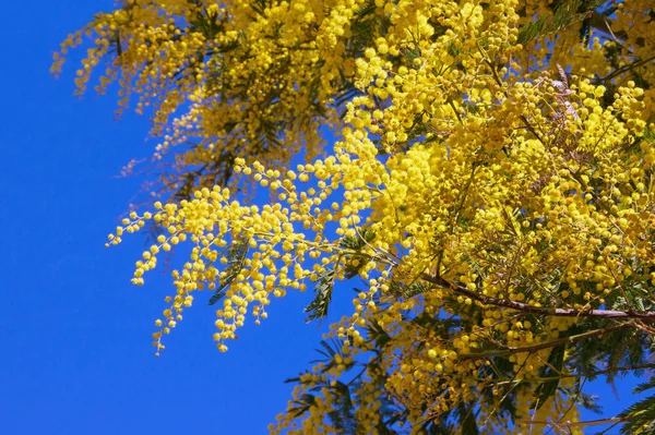 Ramos de floração Acacia dealbata (mimoza) contra o céu azul — Fotografia de Stock
