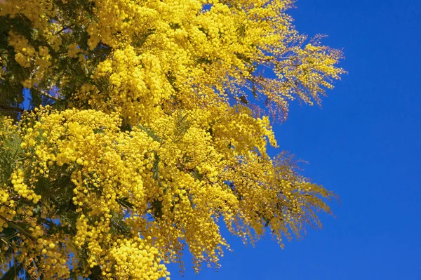Gałęzie akacja srebrzysta (mimoza) przeciw błękitne niebo — Zdjęcie stockowe