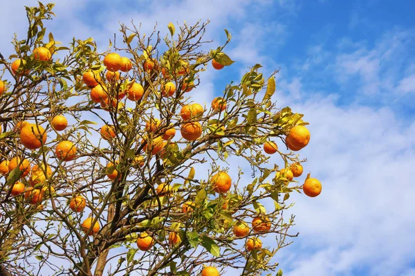 Branches de la mandarine aux fruits mûrs contre le ciel bleu — Photo