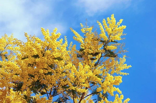 Bahar. Çiçekli dalları akasya dealbata (mimosa) mavi gökyüzü karşı 
