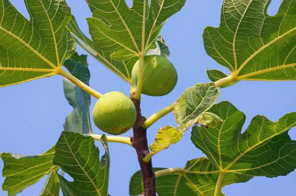 Tak van een vijgenboom (Ficus carica) met bladeren en rijpe vruchten tegen een blauwe hemelachtergrond — Stockfoto