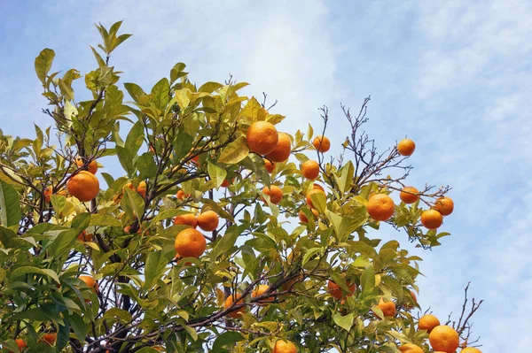 Branches d'un mandarinier aux fruits mûrs contre le ciel — Photo