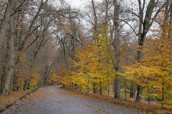 Jesienią. Aleja w parku "Zofiówka", miasto Humań, Ukraina — Zdjęcie stockowe