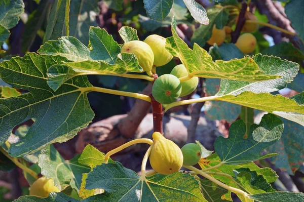 Tak van een vijgenboom (Ficus carica) met bladeren en vruchten — Stockfoto