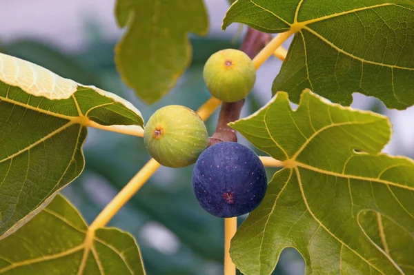 Tak van een vijgenboom (Ficus carica) met bladeren en vruchten in verschillende stadia van rijping — Stockfoto