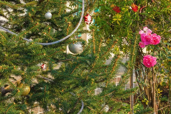 地中海の村の通りに開花ローズの近くのクリスマス ツリーの装飾 — ストック写真